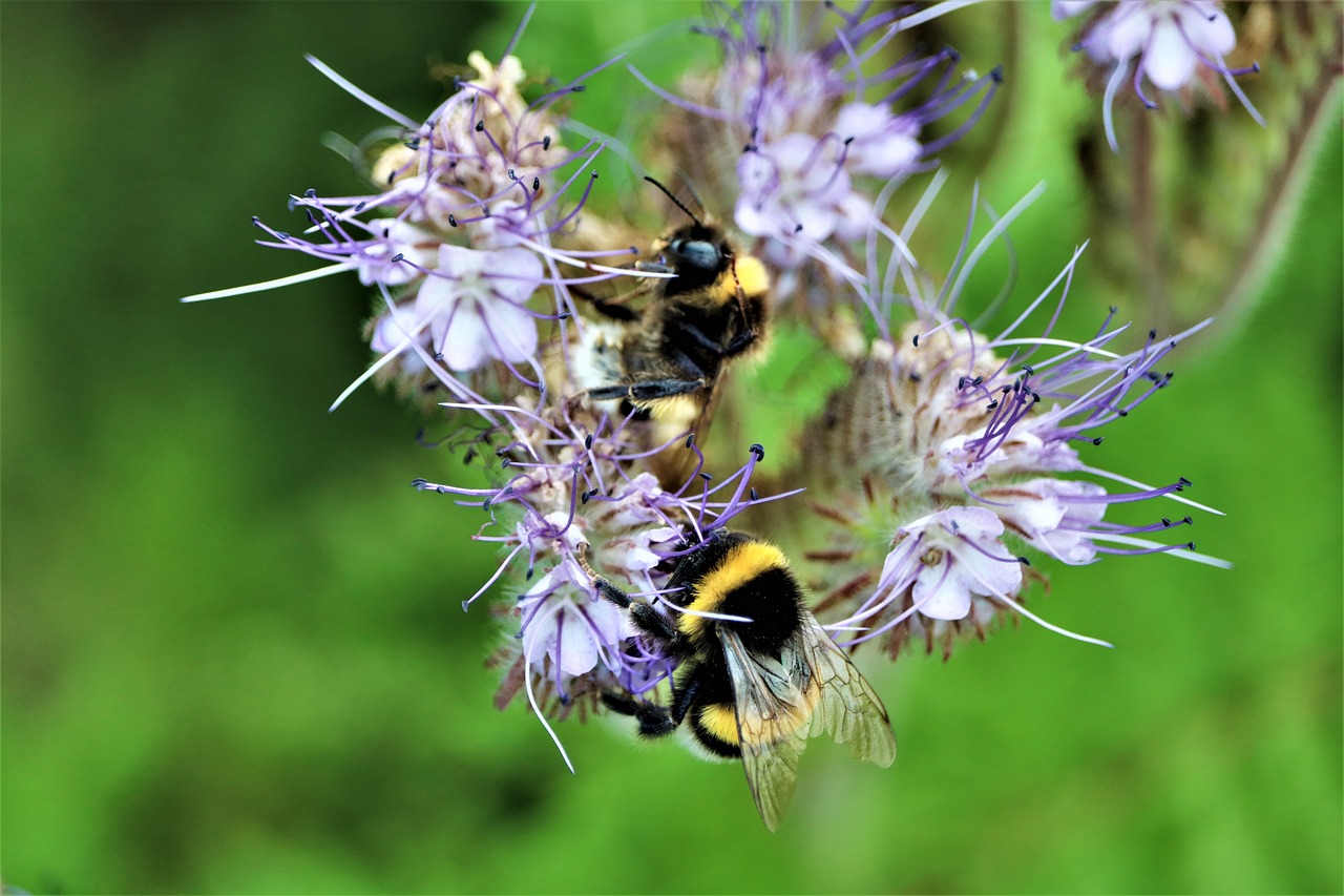 découvrez l'univers fascinant des communautés biologiques, où différentes espèces interagissent et coexistent au sein d'écosystèmes diversifiés. apprenez comment ces relations complexes influencent la biodiversité et l'équilibre naturel sur notre planète.