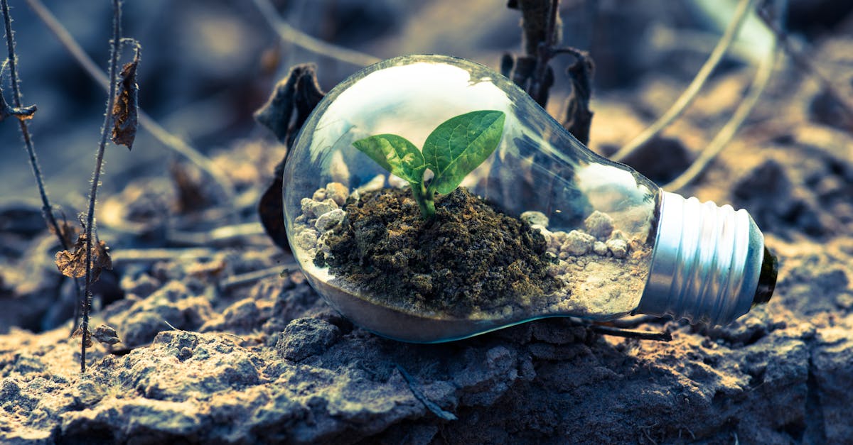 explorez l'écologie, science essentielle qui étudie les interactions entre les organismes et leur environnement. découvrez l'importance de préserver notre planète pour les générations futures, ainsi que des solutions durables pour un avenir en harmonie avec la nature.