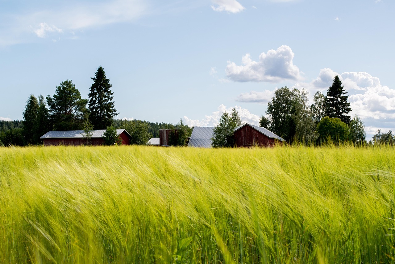 découvrez les cultures de couverture, des solutions écologiques pour améliorer la santé des sols, prévenir l'érosion et favoriser la biodiversité. apprenez comment ces plantes bénéfiques peuvent transformer votre approche de l'agriculture et promouvoir un environnement durable.