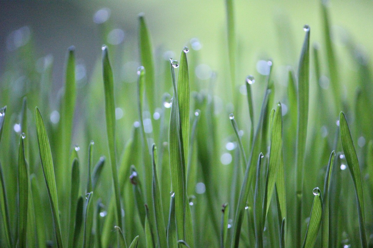 découvrez les pratiques de l'agriculture durable qui préservent l'environnement tout en maximisant la production alimentaire. apprenez comment cette approche innovante favorise la biodiversité, protège les ressources naturelles et soutient les communautés agricoles.