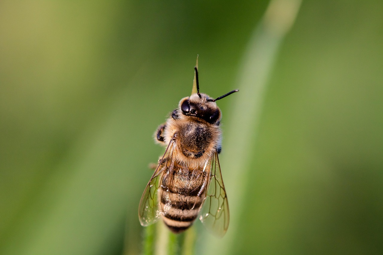 découvrez l'importance de la biodiversité, son rôle crucial dans l'équilibre des écosystèmes et les actions pour la préserver.