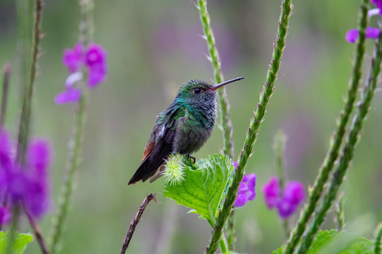 découvrez l'importance de la biodiversité et son rôle essentiel dans le maintien des écosystèmes pour la planète et les générations futures.
