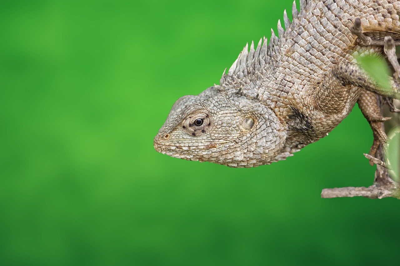 découvrez l'importance de la biodiversité urbaine, ses bienfaits pour l'environnement et la qualité de vie en ville. apprenez comment favoriser la faune et la flore locales dans les milieux urbains pour un habitat plus durable et harmonieux.
