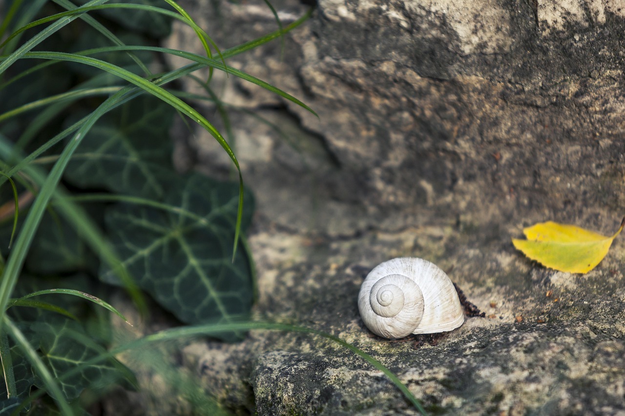 découvrez l'art de la slow life : un mode de vie axé sur la lenteur, la simplicité et le bien-être pour retrouver équilibre et sérénité au quotidien.