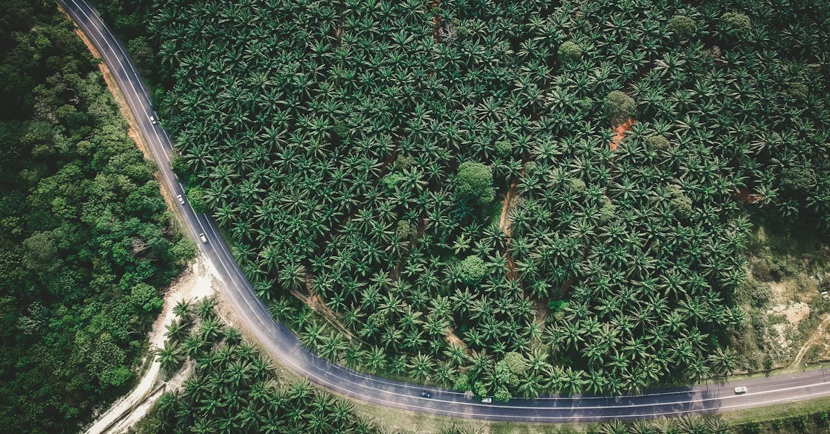 découvrez l'agroforesterie, une pratique innovante qui allie agriculture et sylviculture, favorisant la biodiversité et la durabilité des écosystèmes. apprenez comment cette méthode contribue à la lutte contre le changement climatique tout en améliorant la productivité des terres et la qualité des récoltes.