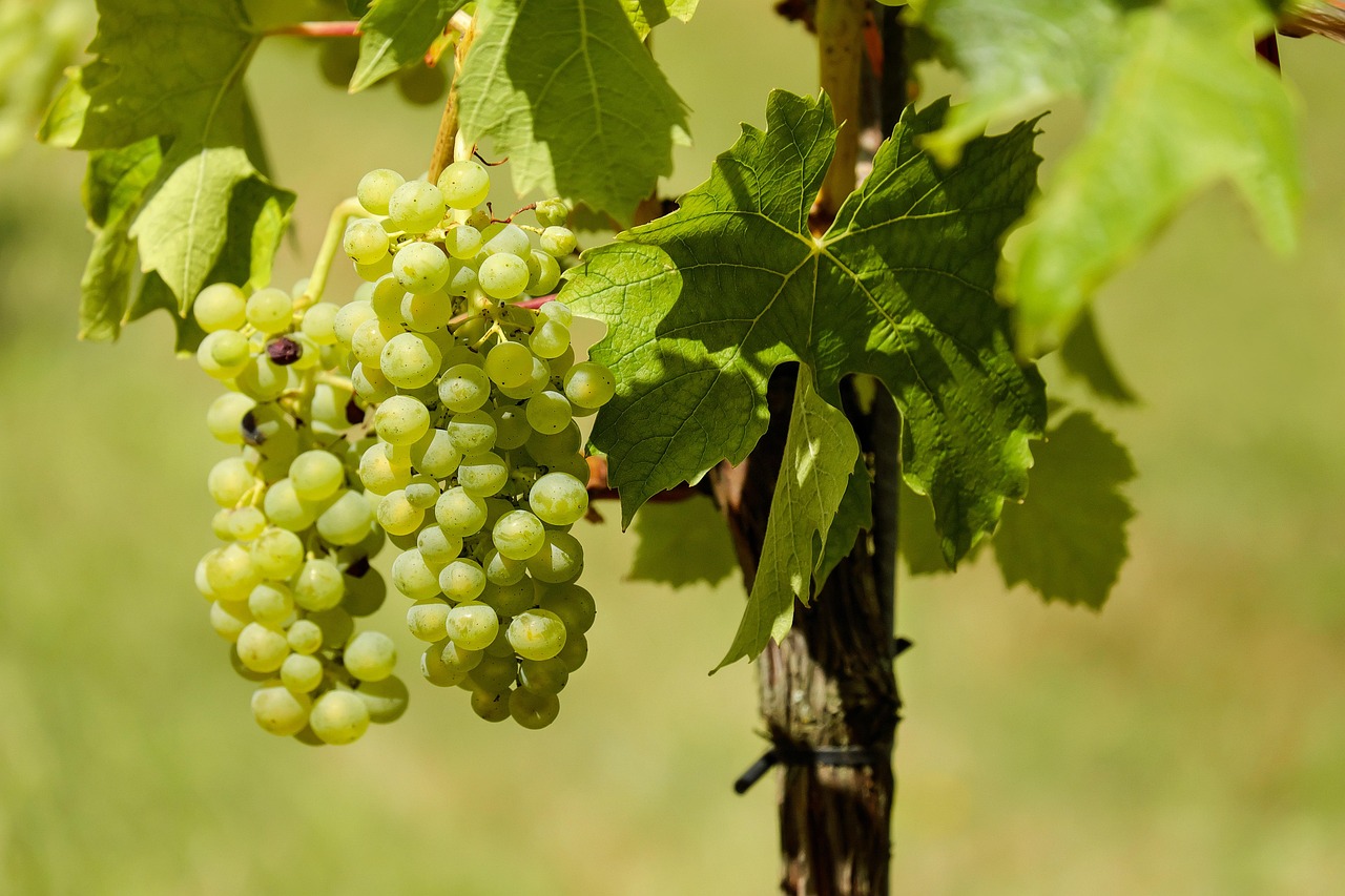 découvrez les principes de l'agriculture durable, une pratique qui préserve l'environnement tout en produisant des aliments de qualité. apprenez comment cette approche innovante contribue à la santé des écosystèmes, soutient les communautés locales et répond aux défis alimentaires mondiaux.