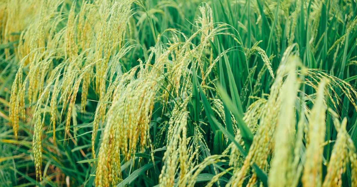 découvrez l'agriculture durable, une approche innovante visant à protéger l'environnement tout en répondant aux besoins alimentaires croissants. explorez des pratiques agricoles respectueuses de la biodiversité, de l'eau et des sols pour un avenir plus vert.