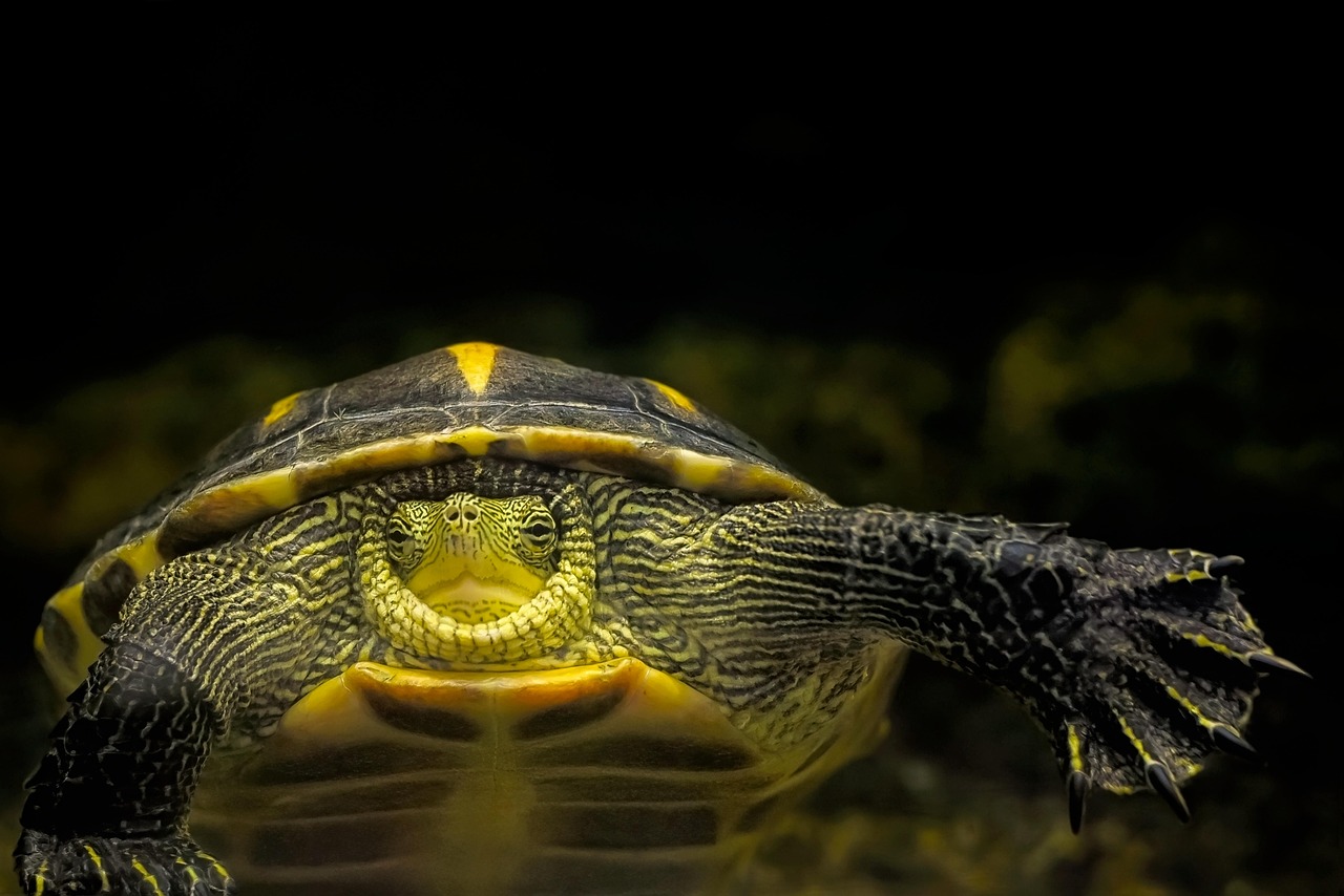 découvrez l'importance de la conservation pour préserver notre planète. explorez les méthodes et les pratiques essentielles pour protéger la biodiversité, les écosystèmes et les ressources naturelles pour les générations futures.