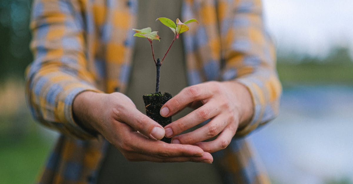 découvrez l'importance de la reforestation pour la préservation de notre planète. apprenez comment cette pratique contribue à restaurer les écosystèmes, à lutter contre le changement climatique et à favoriser la biodiversité. engagez-vous pour un avenir durable en participant à des initiatives de reforestation.