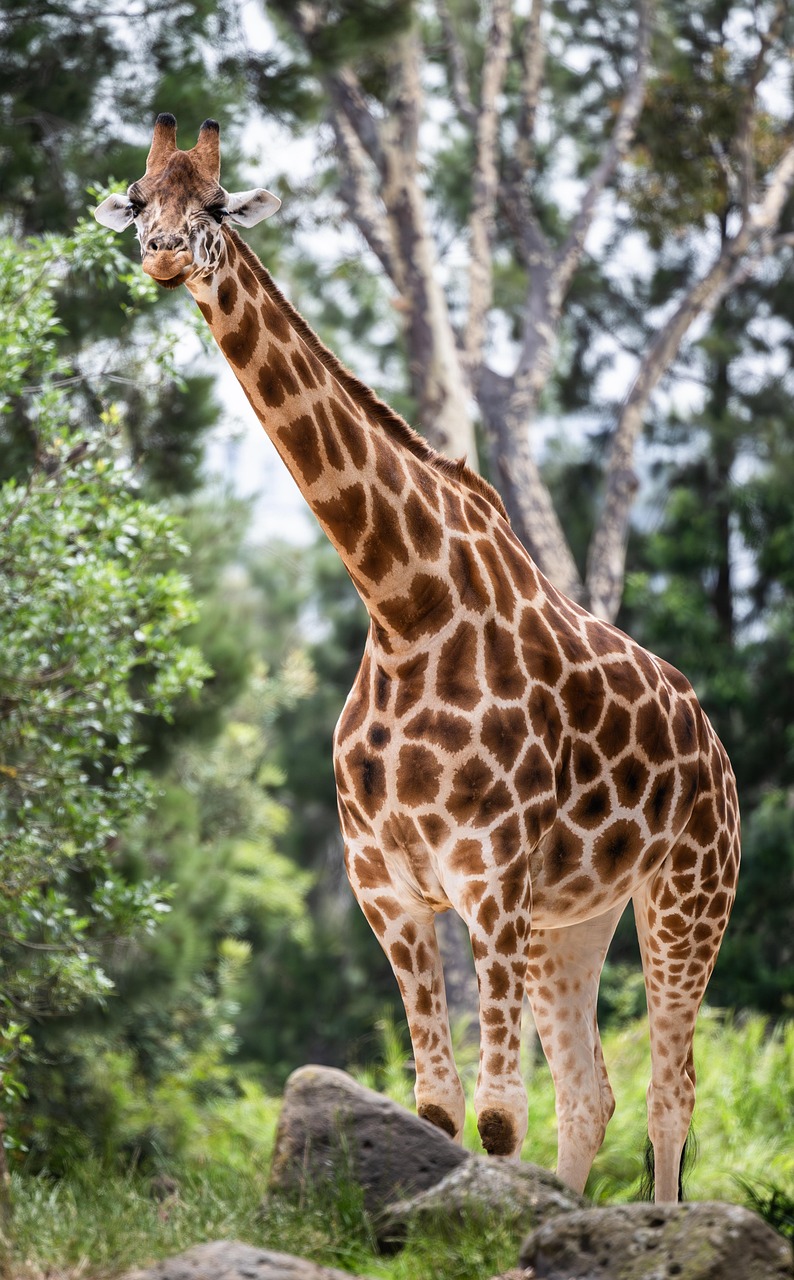 découvrez l'importance de la conservation pour préserver notre planète. explorez des méthodes efficaces, des initiatives et des conseils pratiques pour contribuer à la protection de la biodiversité et des ressources naturelles.