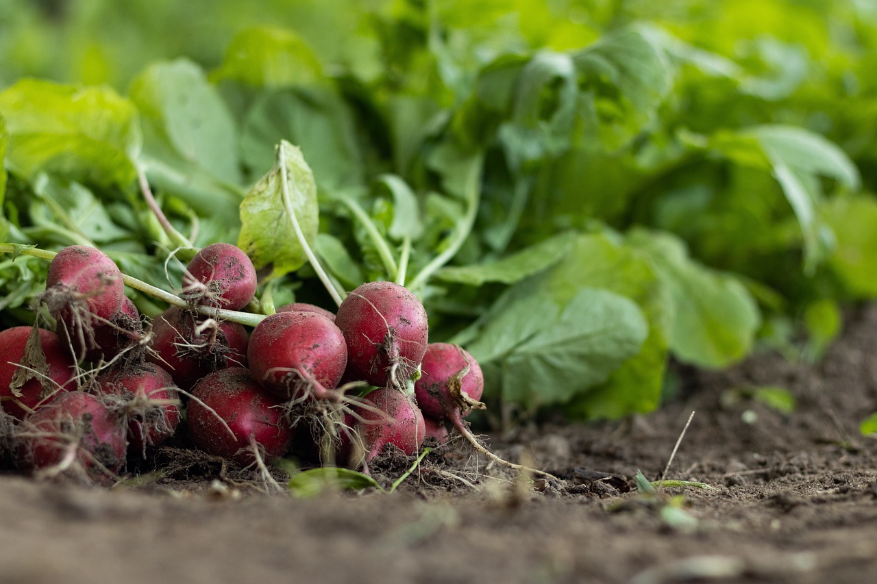 découvrez l'agriculture durable, une approche innovante alliant respect de l'environnement, pratiques agricoles responsables et sécurité alimentaire. apprenez comment cette méthode favorise la biodiversité, optimise les ressources et soutient les communautés locales tout en garantissant une production alimentaire à long terme.
