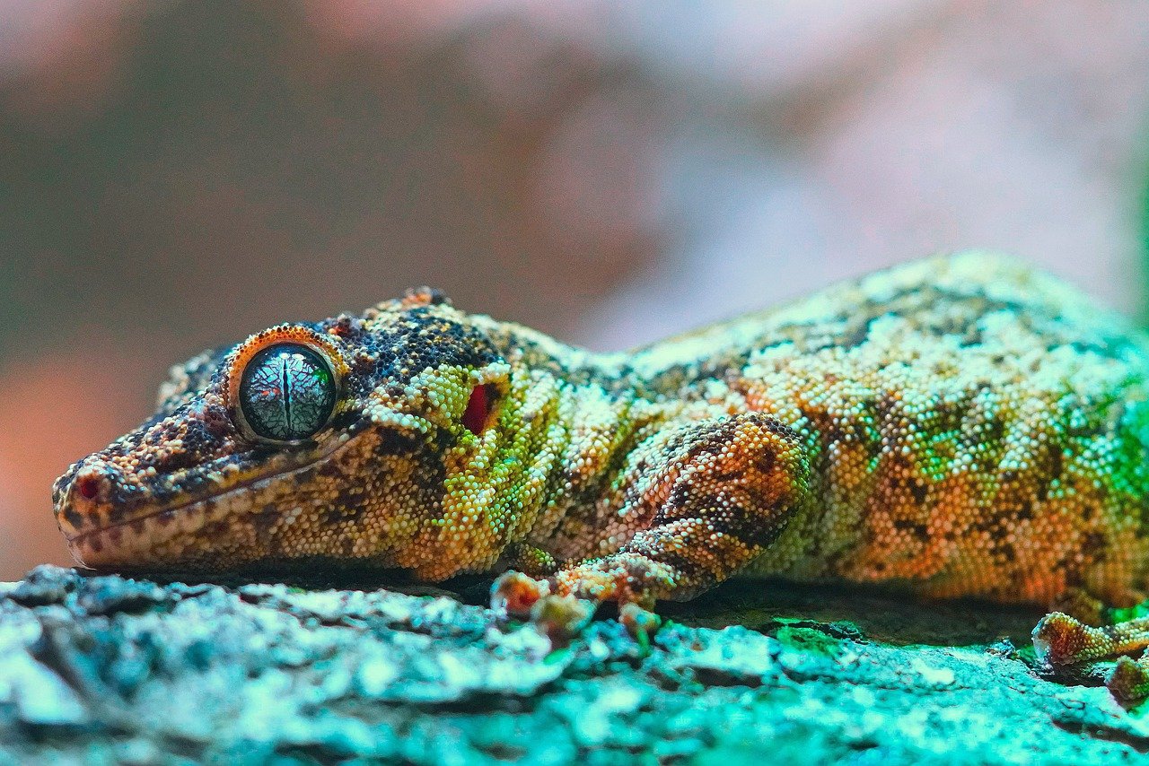 découvrez la richesse et l'importance de la biodiversité, la variété des espèces vivantes sur notre planète. explorez comment la préservation de cette diversité est essentielle pour maintenir des écosystèmes équilibrés et durables, tout en favorisant le bien-être humain.
