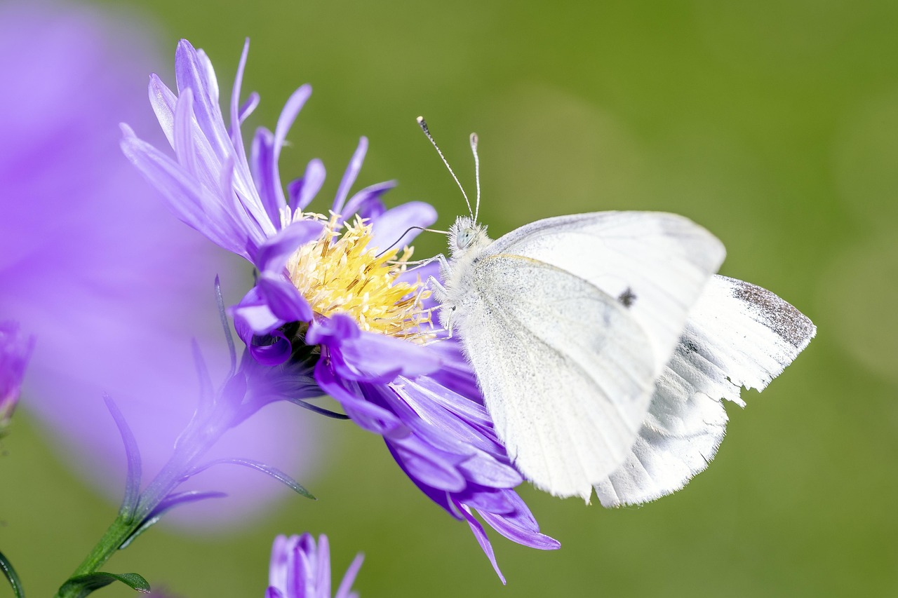 découvrez les stratégies de protection de l'environnement efficaces pour préserver notre planète. explorez des solutions durables, des initiatives écologiques et des actions concrètes à adopter pour minimiser notre impact sur la nature.