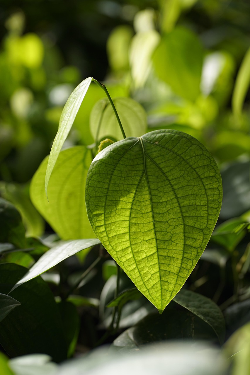 découvrez l'agriculture biologique, une méthode durable et respectueuse de l'environnement qui favorise la biodiversité, préserve les sols et produit des aliments sains. explorez les avantages de consommer bio et les techniques de culture sans pesticides ni engrais chimiques.