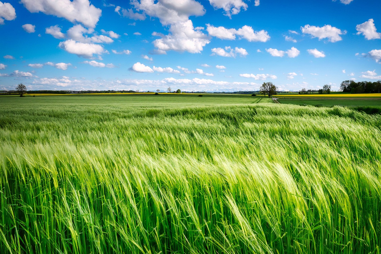 découvrez l'agriculture régénérative, une approche innovante qui revitalise les sols, améliore la biodiversité et favorise une production durable. plongez dans les pratiques agricoles qui respectent l'environnement et préparent un avenir durable pour les générations à venir.