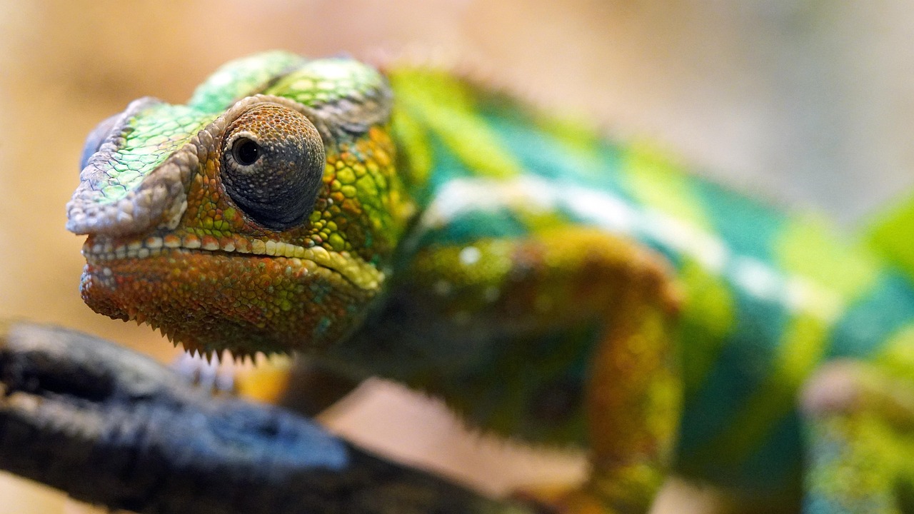 découvrez l'importance de la biodiversité, la diversité des espèces vivantes sur notre planète, et son impact sur l'écosystème, la santé humaine et le bien-être. apprenez comment protéger notre richesse naturelle pour les générations futures.