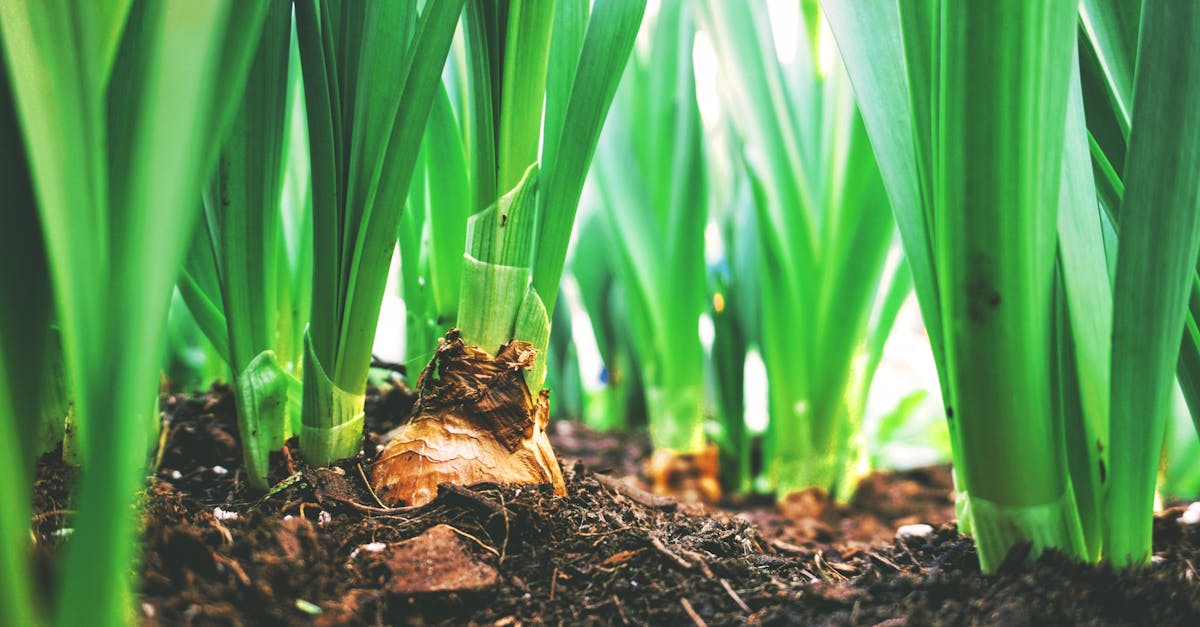 découvrez les principes et pratiques de l'agriculture durable, qui allient respect de l'environnement, préservation des ressources et amélioration de la qualité des produits. adoptez des méthodes agricoles responsables pour un avenir plus vert.