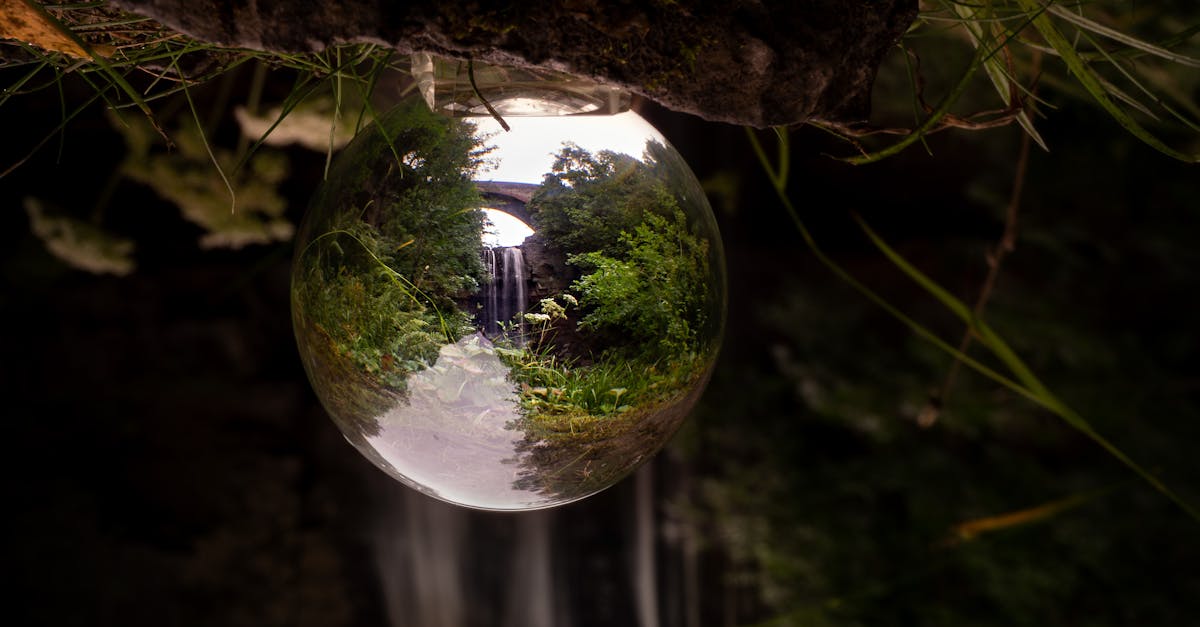 découvrez l'écologie, la science qui étudie les interactions entre les êtres vivants et leur environnement. apprenez comment protéger notre planète et promouvoir un développement durable grâce à des pratiques respectueuses de la nature.