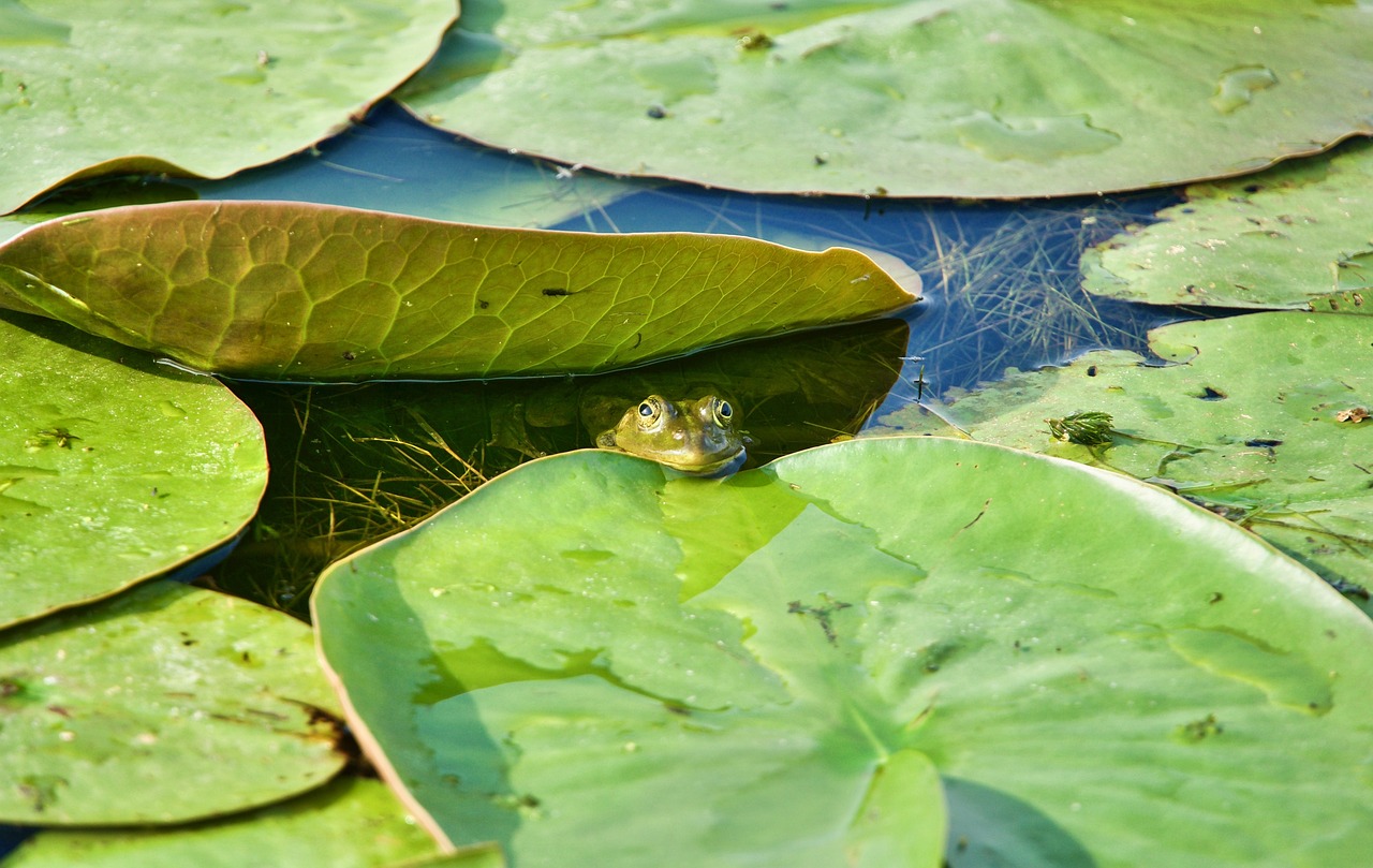 découvrez comment la revitalisation des écosystèmes peut transformer notre environnement, favoriser la biodiversité et promouvoir un équilibre durable entre l'homme et la nature.