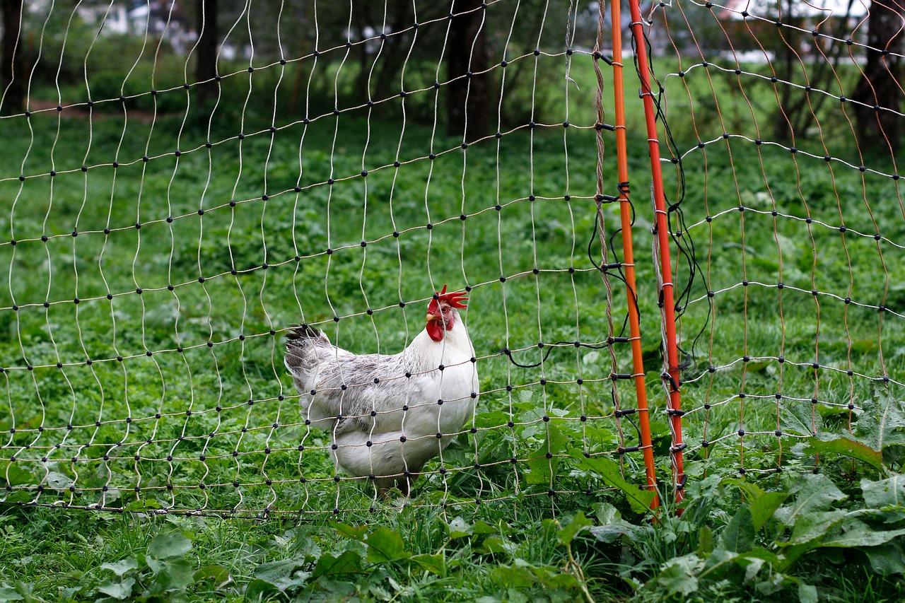 découvrez la permaculture, une approche durable de l'agriculture qui favorise l'équilibre écologique, la biodiversité et la résilience des écosystèmes. apprenez comment cultiver en harmonie avec la nature tout en produisant des aliments sains et en préservant les ressources.