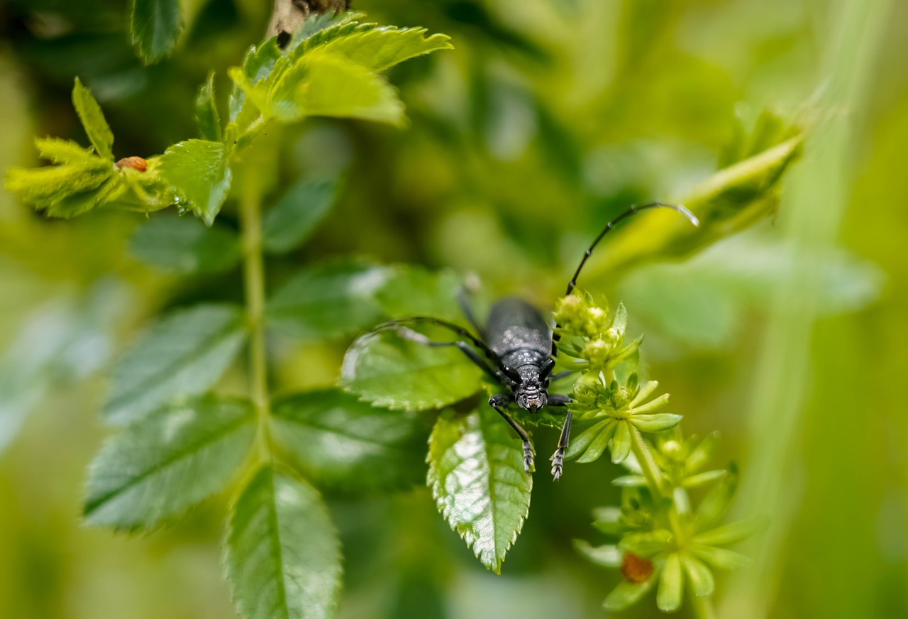 découvrez l'écologie, une science essentielle qui étudie les interactions entre les organismes et leur environnement. apprenez comment préserver notre planète et promouvoir un développement durable.