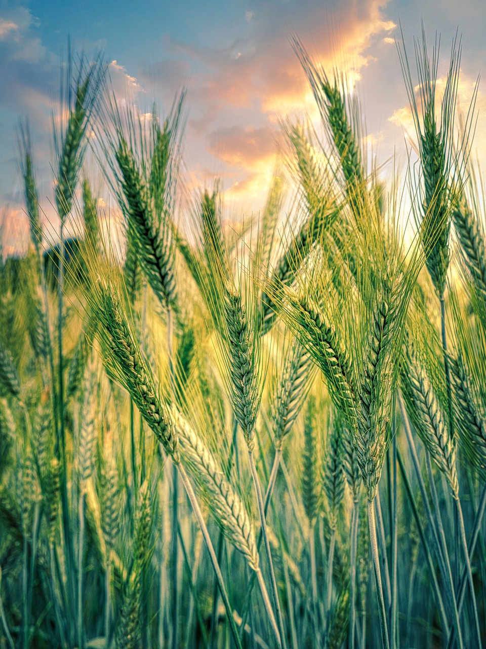 découvrez les pratiques de l'agriculture durable qui préservent l'environnement tout en garantissant la qualité des récoltes. informez-vous sur les méthodes innovantes et écoresponsables qui favorisent un avenir agricole respectueux de la planète.