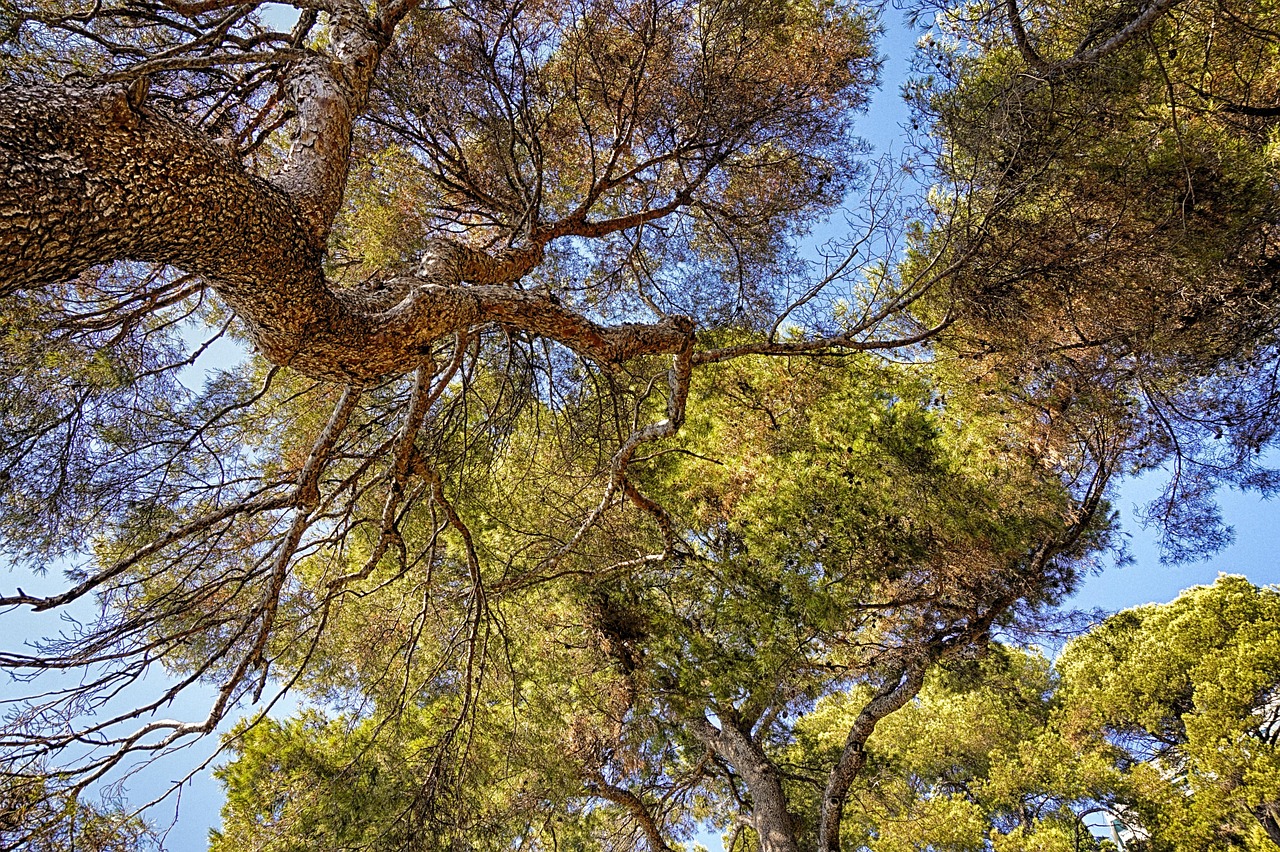 découvrez comment adopter une culture durable et responsable, qui préserve l'environnement tout en favorisant un développement économique et social harmonieux. apprenez des pratiques innovantes pour une meilleure coexistence avec la nature.