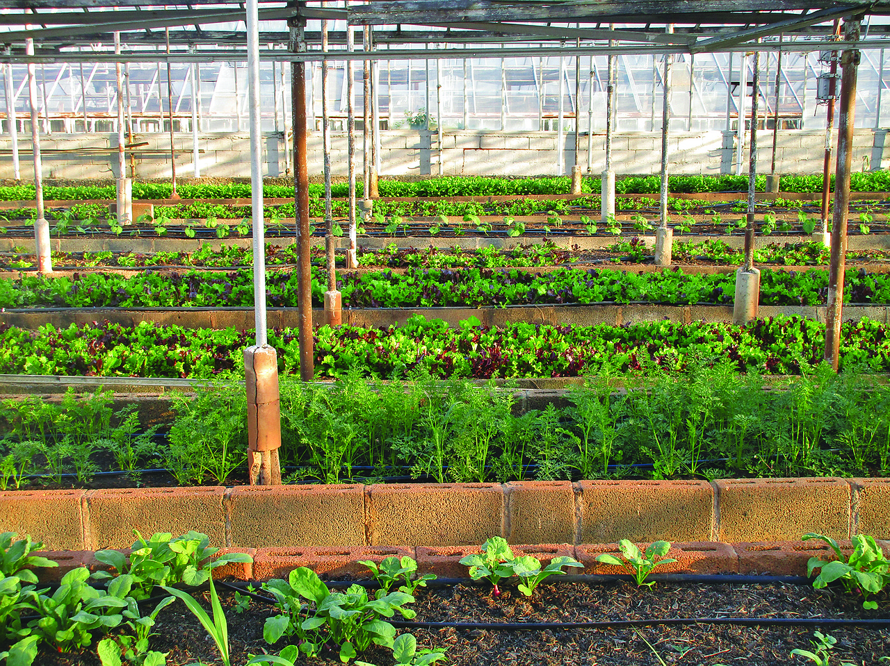 découvrez l'agriculture urbaine, une pratique innovante qui transforme les villes en espaces de culture durable. apprenez comment cultiver vos propres aliments en milieu urbain, tout en améliorant la biodiversité et en renforçant les liens communautaires.