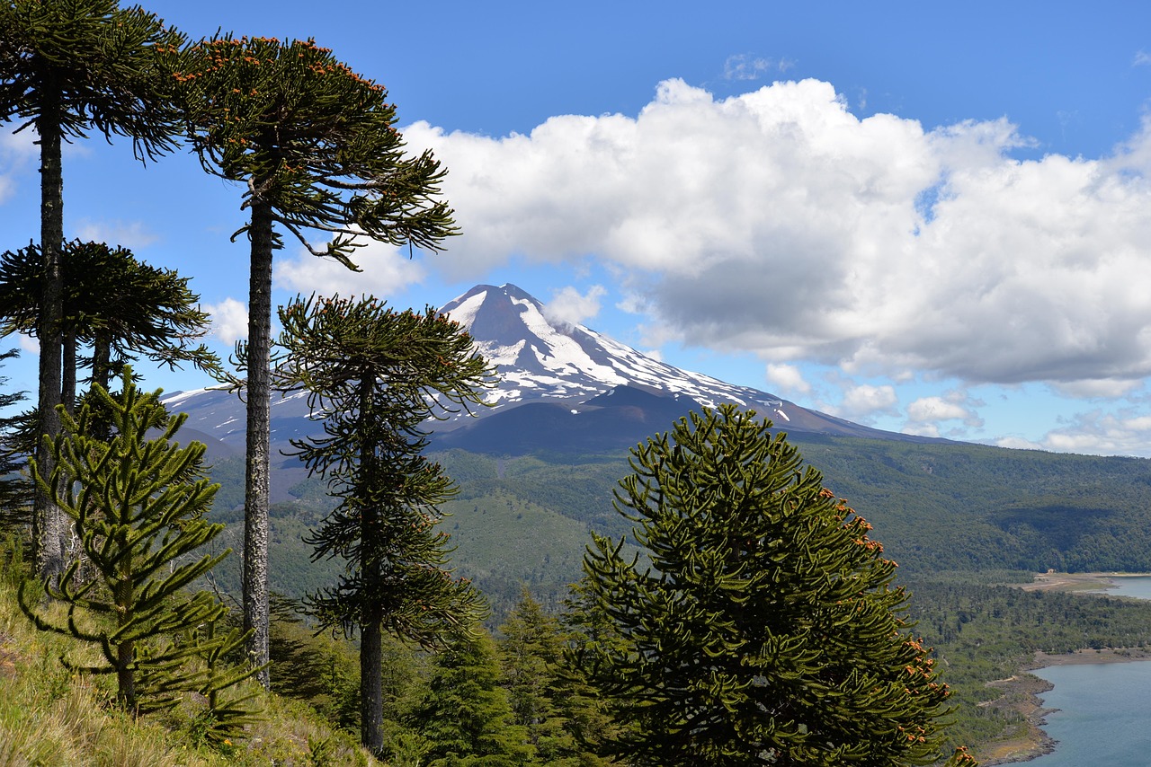découvrez comment la revitalisation des écosystèmes contribue à la préservation de la biodiversité, à la restauration des habitats naturels et à la lutte contre le changement climatique. plongez dans des initiatives et des stratégies innovantes pour restaurer la santé des écosystèmes à travers le monde.