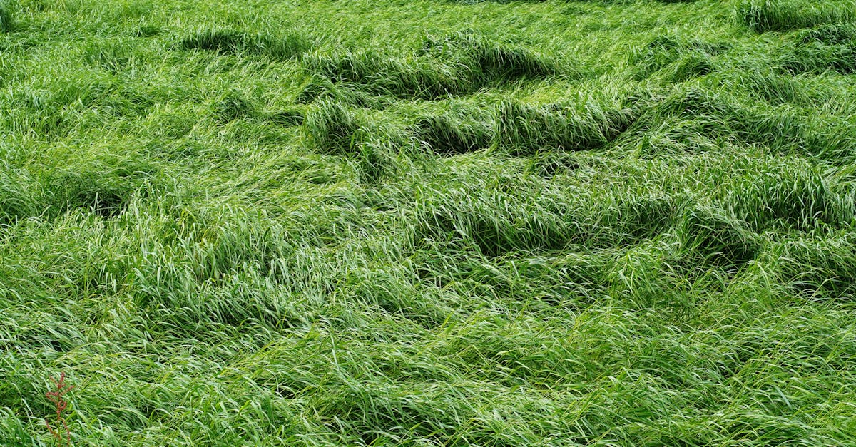 découvrez le monde fascinant de la biomasse, une source d'énergie renouvelable qui utilise les matières organiques pour produire de l'électricité et de la chaleur. apprenez comment la biomasse peut contribuer à la durabilité et à la lutte contre le changement climatique, tout en soutenant l'économie locale.