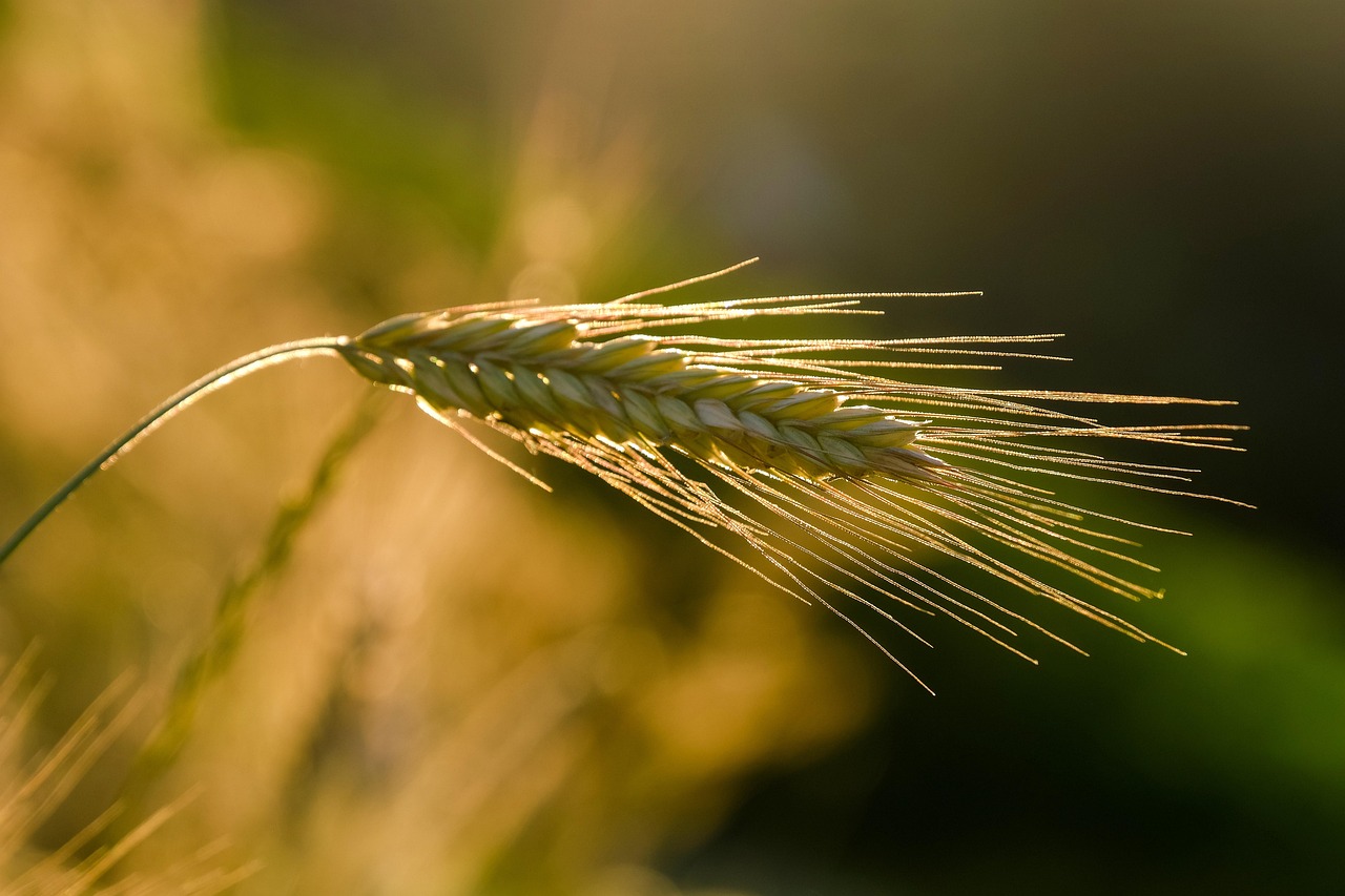 découvrez l'agriculture durable : des pratiques qui préservent l'environnement tout en produisant des aliments sains et de qualité. engagez-vous pour un avenir agricole responsable.