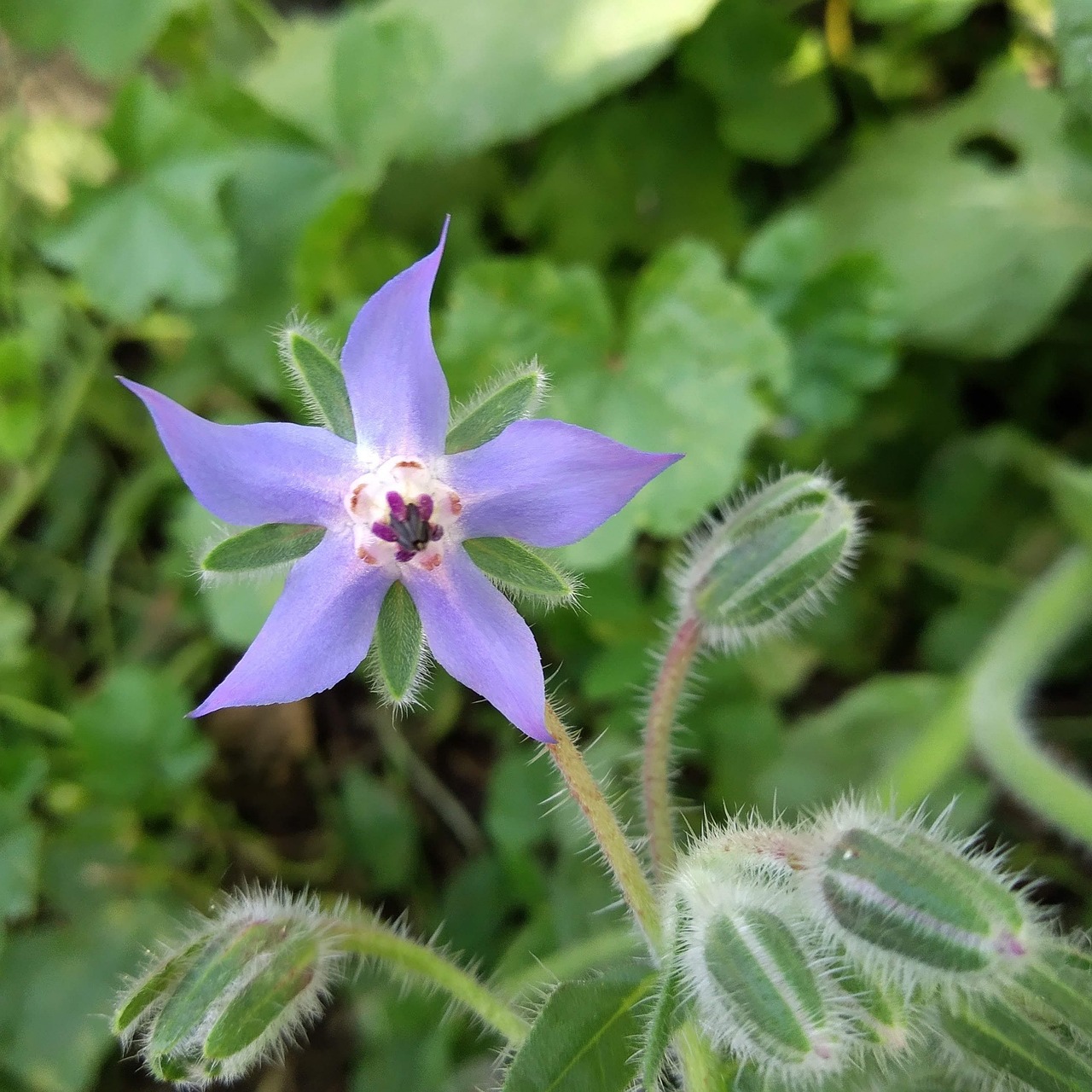 découvrez la permaculture, une approche innovante de l'agriculture durable qui respecte l'environnement et favorise la biodiversité. apprenez les principes de conception éthique pour créer des écosystèmes résilients et productifs, tout en cultivant votre jardin ou vos projets agroécologiques.