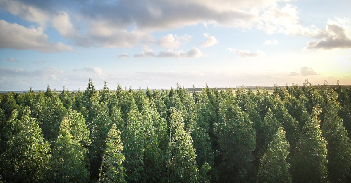 découvrez l'importance de la reforestation pour la planète : préservez la biodiversité, combattez le changement climatique et redonnez vie aux écosystèmes grâce à des initiatives durables et responsables.