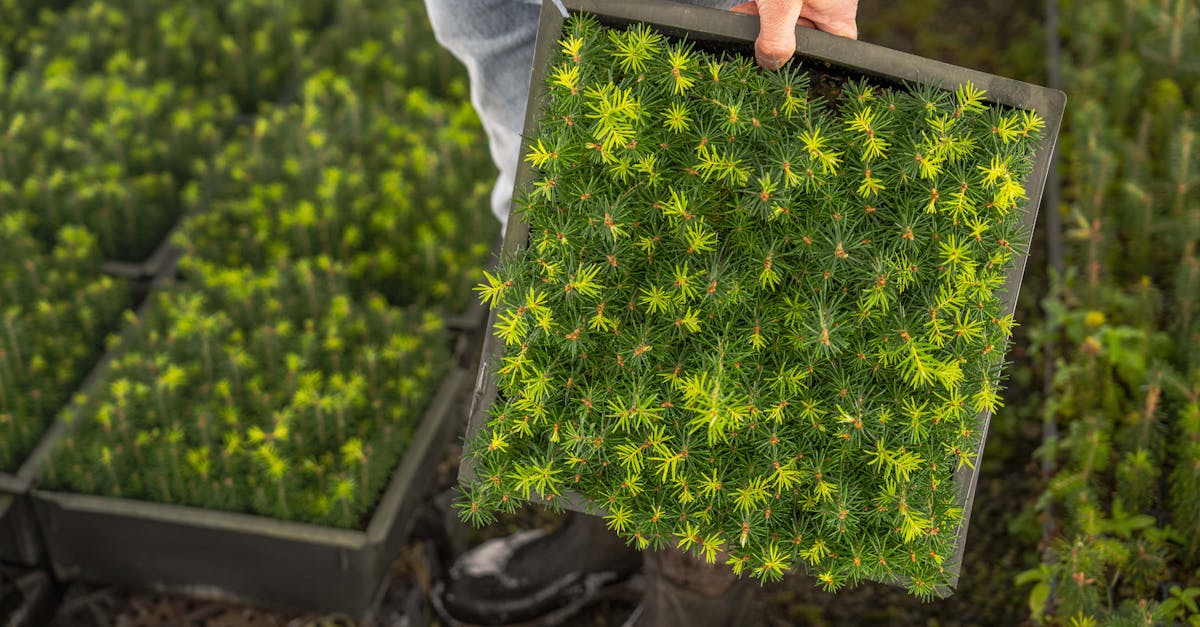 découvrez l'importance de la reforestation pour préserver notre planète. apprenez comment cette pratique contribue à restaurer les écosystèmes, à lutter contre le changement climatique et à soutenir la biodiversité. engagez-vous pour un avenir durable grâce à des initiatives de reboisement.