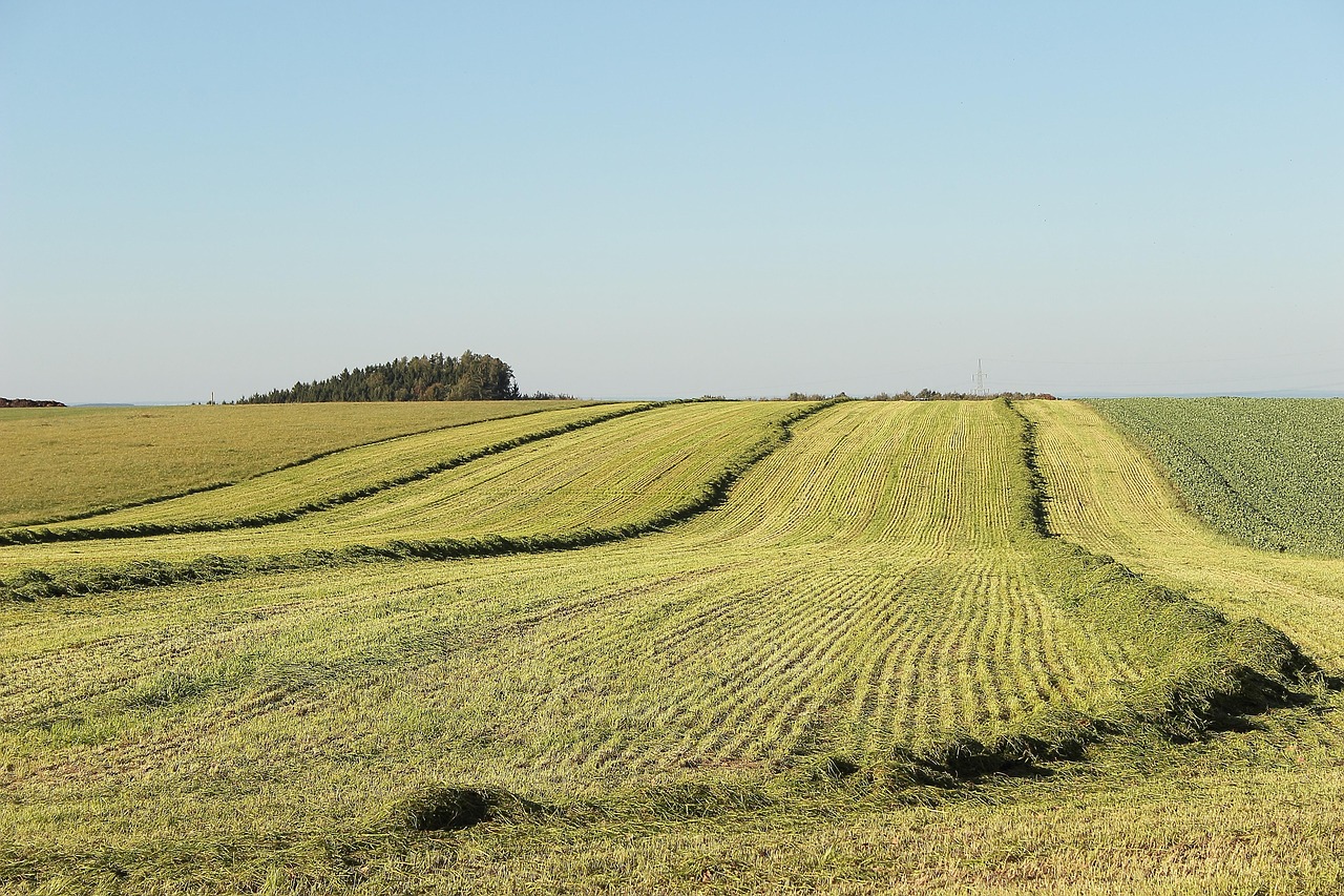 découvrez les stratégies innovantes et les initiatives durables pour promouvoir le développement rural, améliorer les conditions de vie des communautés rurales et favoriser la croissance économique tout en préservant l'environnement.