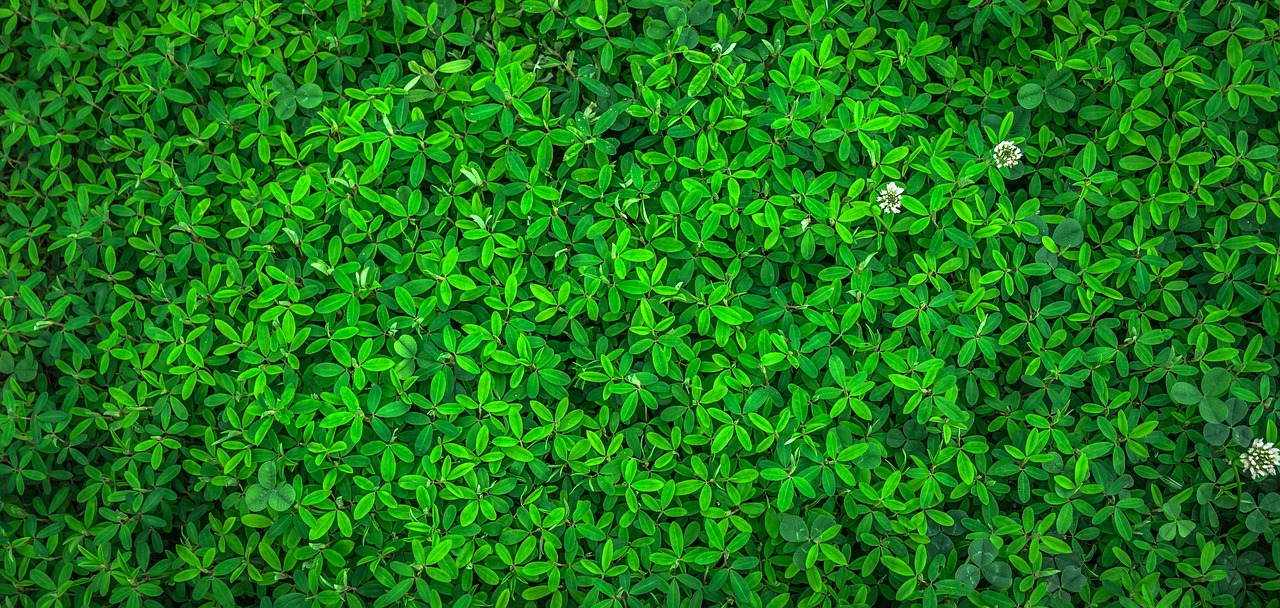 découvrez nos produits de nettoyage écologiques, efficaces et respectueux de l'environnement pour un intérieur propre et sain.