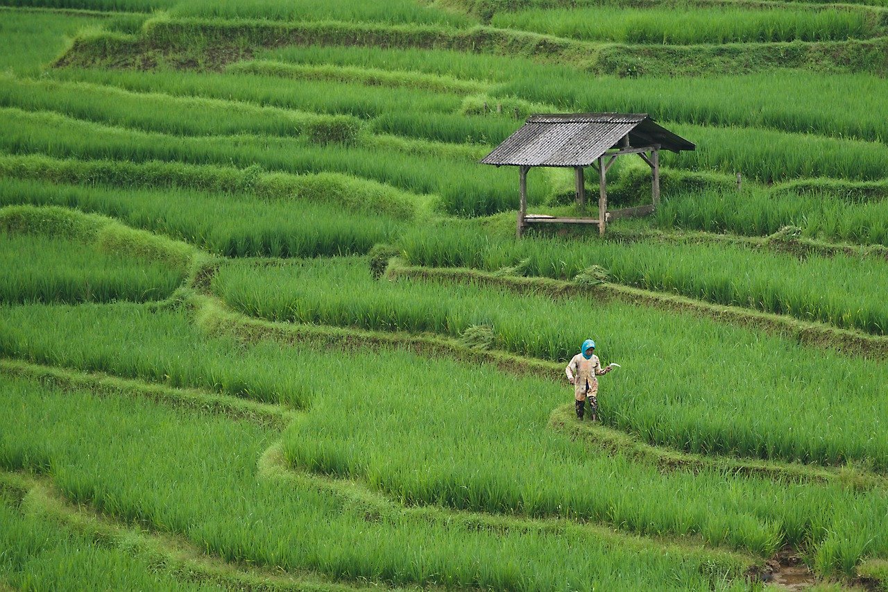 découvrez l'agriculture de conservation, une pratique durable permettant de préserver les sols, d'améliorer la biodiversité et d'optimiser les rendements agricoles. apprenez comment cette méthode innovante contribue à la lutte contre le changement climatique tout en assurant une production alimentaire responsable.