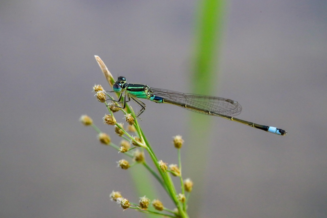 découvrez l'univers fascinant des communautés biologiques, où les interactions entre les organismes et leur environnement créent des écosystèmes dynamiques et diversifiés. explorez comment la biodiversité contribue à l'équilibre naturel et à la santé de notre planète.
