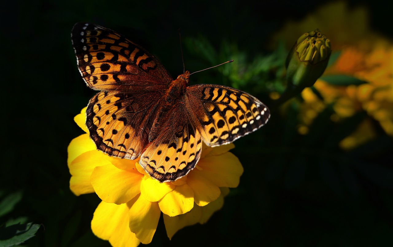 découvrez l'importance de la biodiversité, la variété des espèces et des écosystèmes qui soutiennent notre planète. apprenez comment préserver la richesse biologique pour un avenir durable.