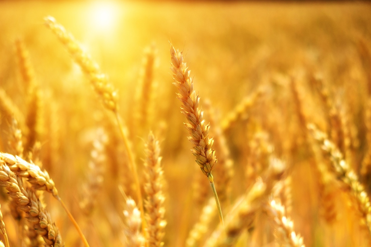 découvrez l'agriculture durable, une approche visant à cultiver nos ressources de manière responsable tout en préservant l'environnement. apprenez comment cette pratique innovante favorise la biodiversité, réduit l'empreinte carbone et soutient les communautés locales. engagez-vous pour un avenir agricole plus vert et équitable.