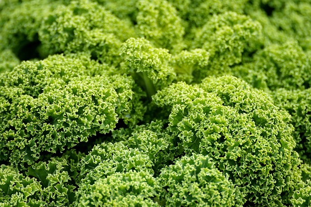 Agriculture durable : les pratiques innovantes pour un avenir vert