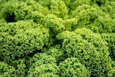 Agriculture durable : les pratiques innovantes pour un avenir vert