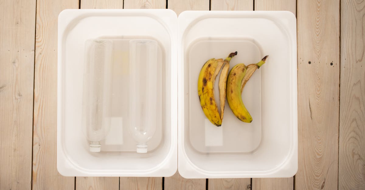 Déchets organiques : Comprendre leur impact sur l’environnement et comment les recycler efficacement