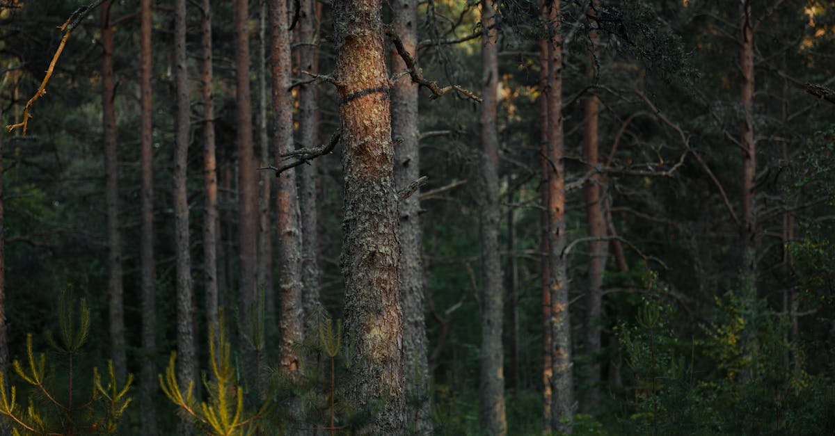 Programmes de reforestation : comment contribuer à un avenir durable