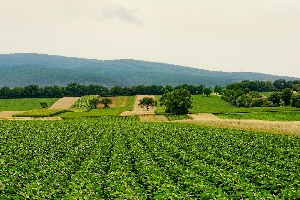 L’agriculture régénérative : principes et avantages pour l’environnement
