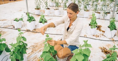 Agriculture urbaine : Comment cultiver des aliments frais au cœur de la ville