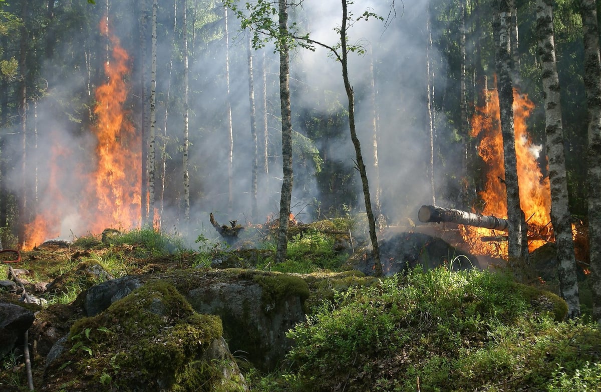 Les stratégies essentielles pour la conservation de la nature