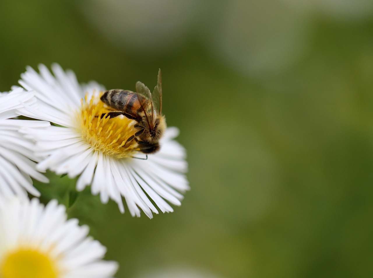 Bee wrap : l’alternative écologique au film alimentaire à adopter dès maintenant