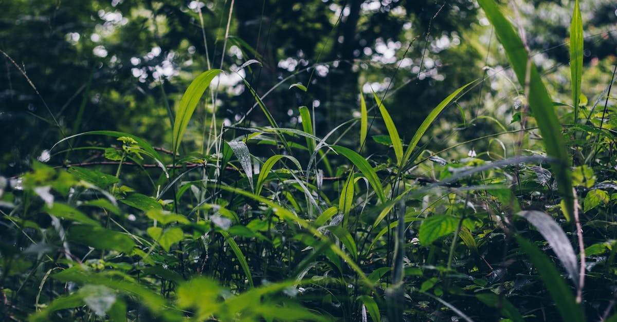 Couverture végétale : avantages et techniques pour une biodiversité renforcée