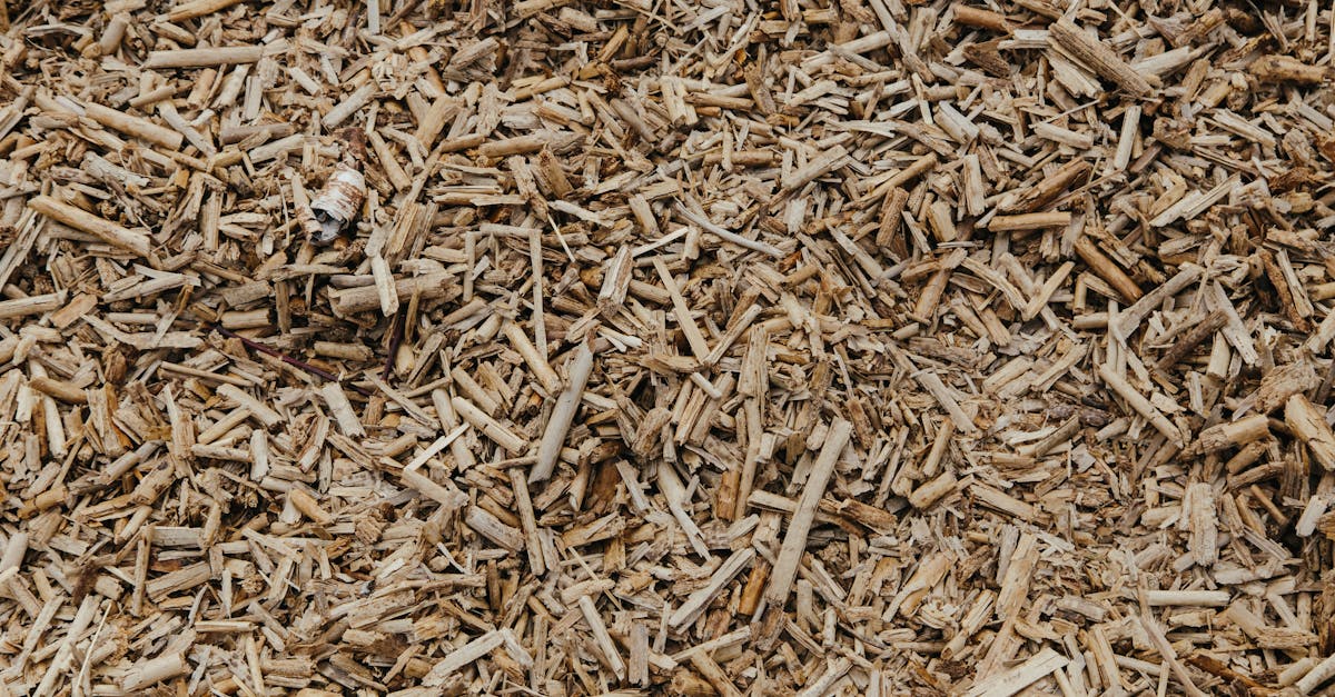 Biomasse : Une solution durable pour l’énergie renouvelable
